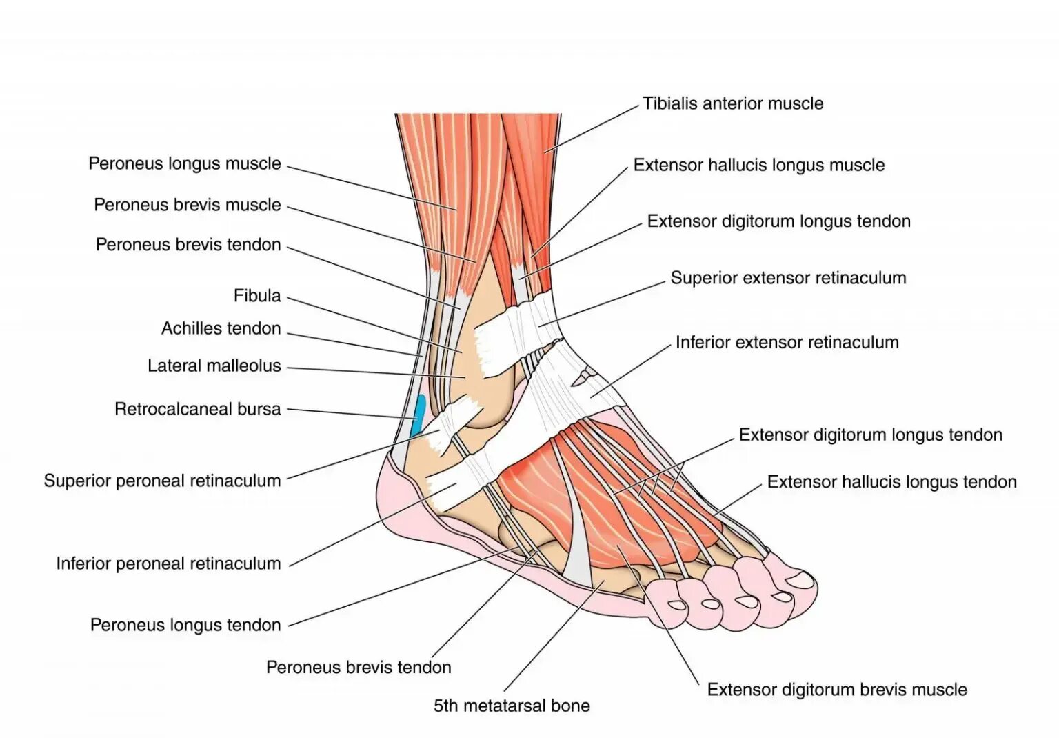 Foot muscle. Сухожилия голеностопного сустава анатомия. Голеностопный сустав анатомия строение мышцы. Строение стопы человека мышцы сухожилия связки. Строение ноги стопы и голеностопа человека.