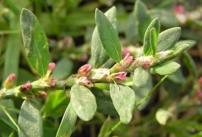 Горец птичий спорыш. Птичья гречишка. Горец птичий (Polygonum aviculare). Спорыш (Горец птичий, трава-топтун).