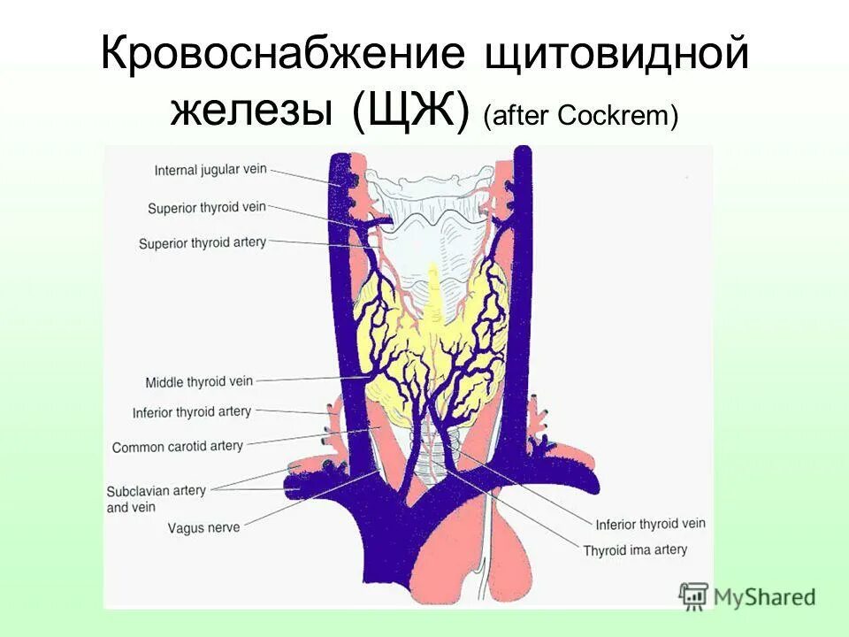 Артерии щитовидной железы. Щитовидная железа кровоснабжение и иннервация. Непарная артерия щитовидной железы. Сосуды щитовидной железы анатомия. Артерии щитовидной железы анатомия.