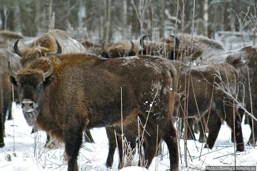 Национальный парк орловское. Национальный парк Орловское Полесье. Орел заповедник Орловское Полесье. Орловская область нац парк Орловское Полесье. Зубры в Орловском Полесье.