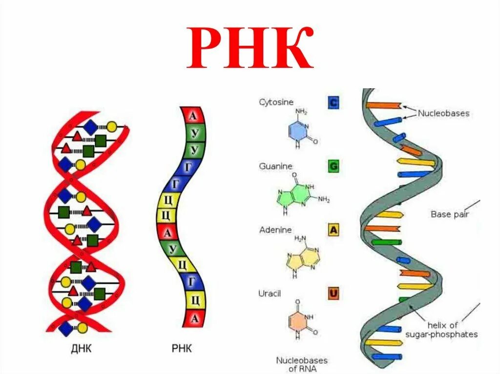 Структура молекулы РНК схема. Структура РНК рисунок. Строение молекулы РНК. Структура ДНК И РНК. Рисунок молекулы рнк