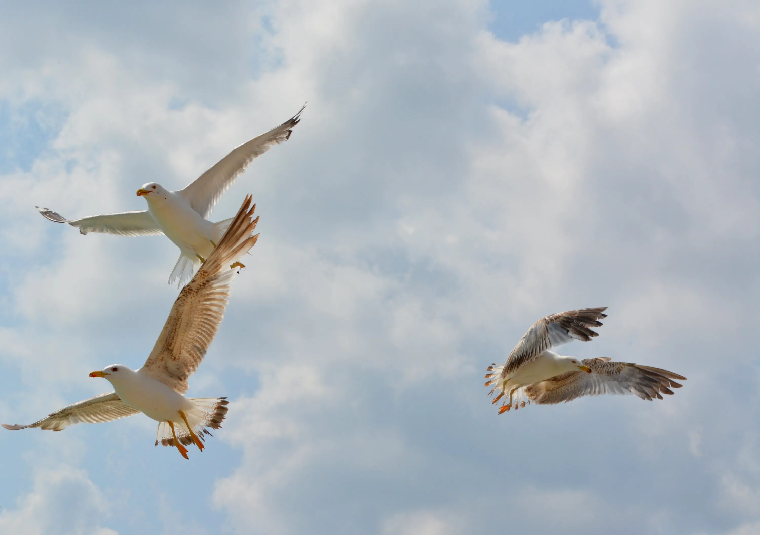 Видна по полету. Чайки в полете. Фото птиц в полете. Гадания по полёту птиц. Пеликан в небе.