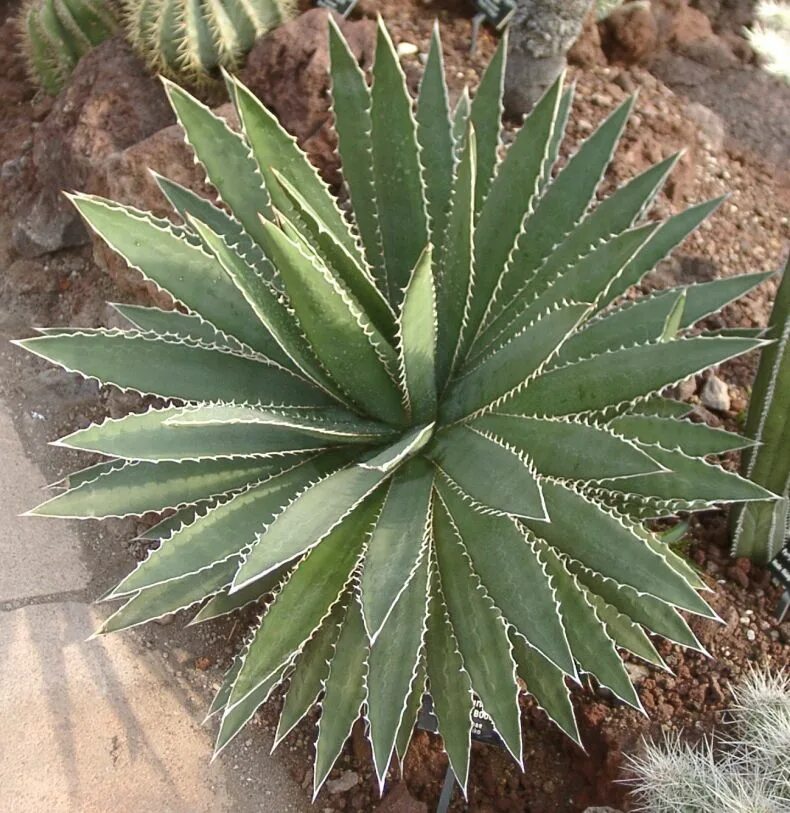 Агава растение. Агава Туми. Агава Функа (Agave funkiana). Агава уход