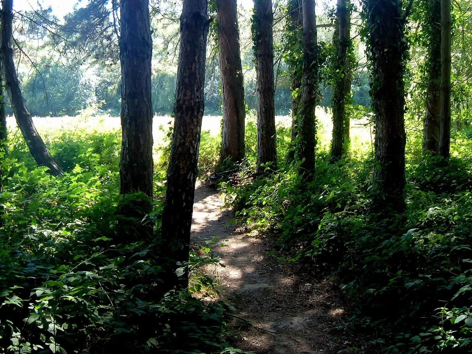 заросший лес. ложбинка в лесу. овраг в лесу. сивиньские овраги мордовия. тропинка в лесу.