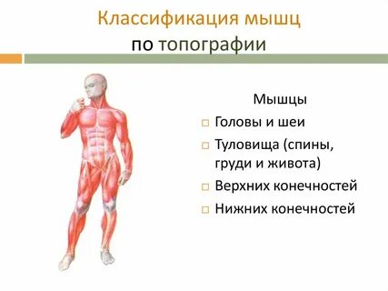 2 основные группы мышц