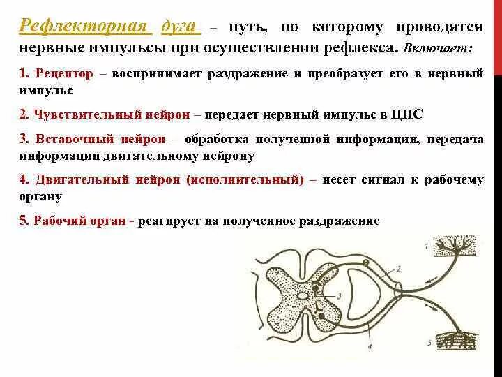Последовательность прохождения импульса в рефлекторной дуге. Путь нейрона по рефлекторной дуге. нервный импульс в рефлекторной дуге. путь передачи нервного импульса рефлекторная дуга. передачи нервного импульса по звеньям рефлекторной дуги.