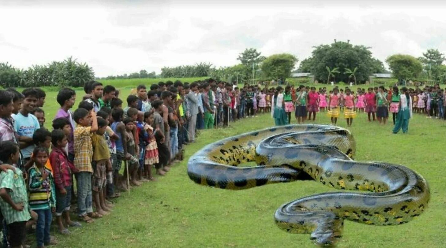 Анаконда змея. Самая большая Анаконда в мире.