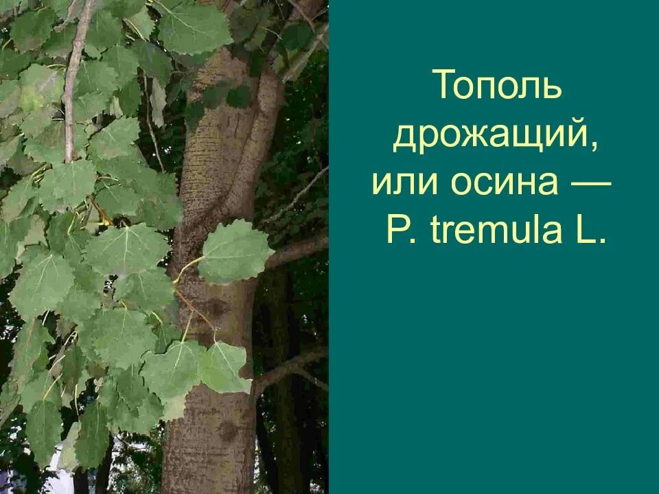 Как отличить тополь. Тополь дрожащий осина. Тополь дрожащий крона. Тополь дрожащий дерево. Деревья осина и Тополь.