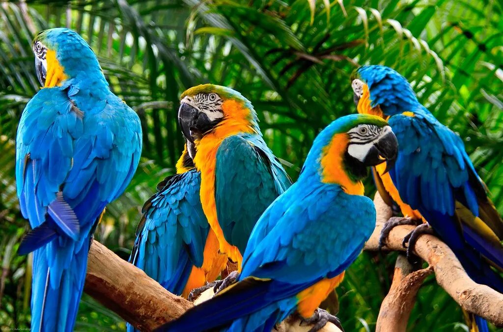 Birds theme. Попугай ара Камелот. Blue & Gold Macaw Parrots. Стая попугаев ара. Попугай ара Венесуэла Каракас.