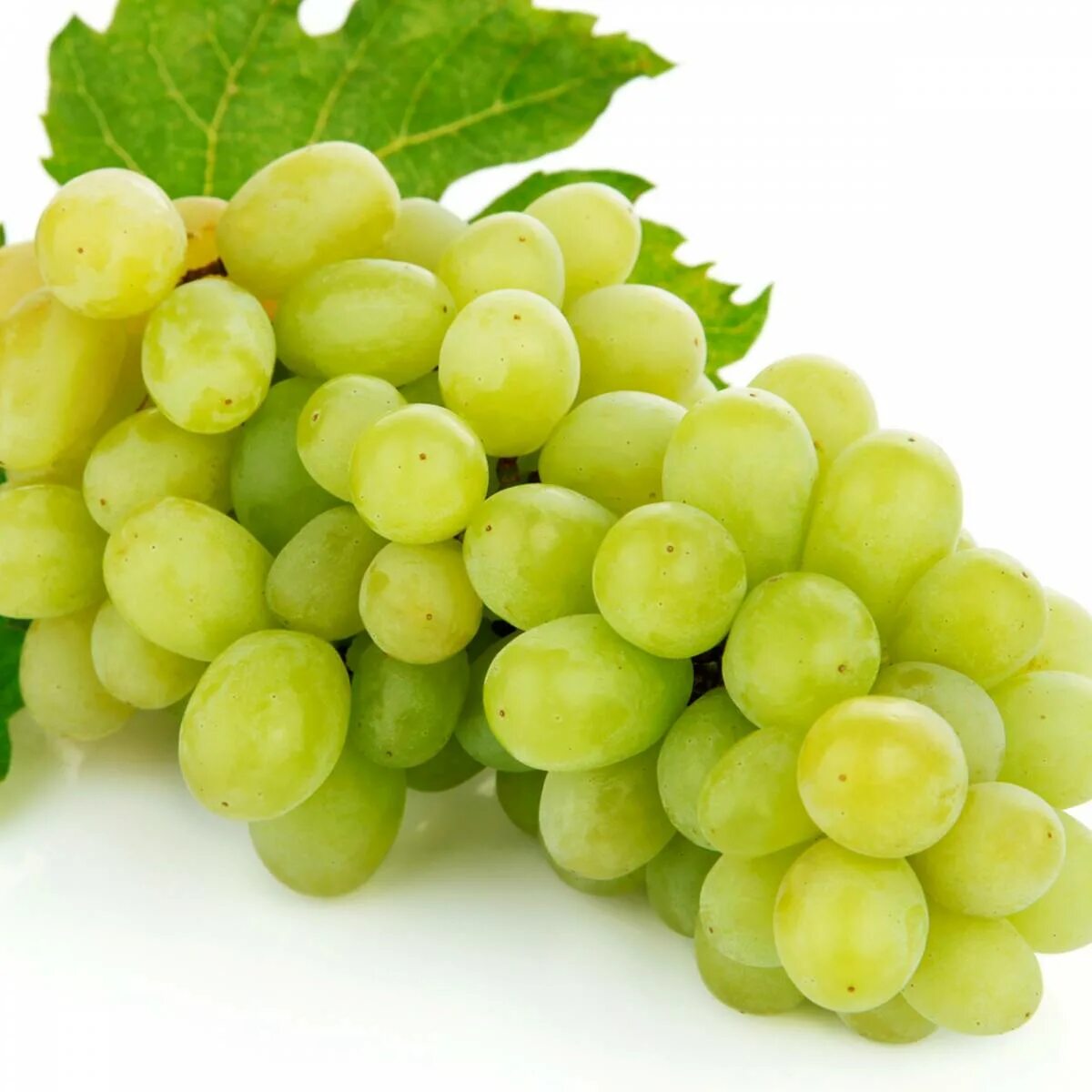 Белый виноград 7 букв сканворд