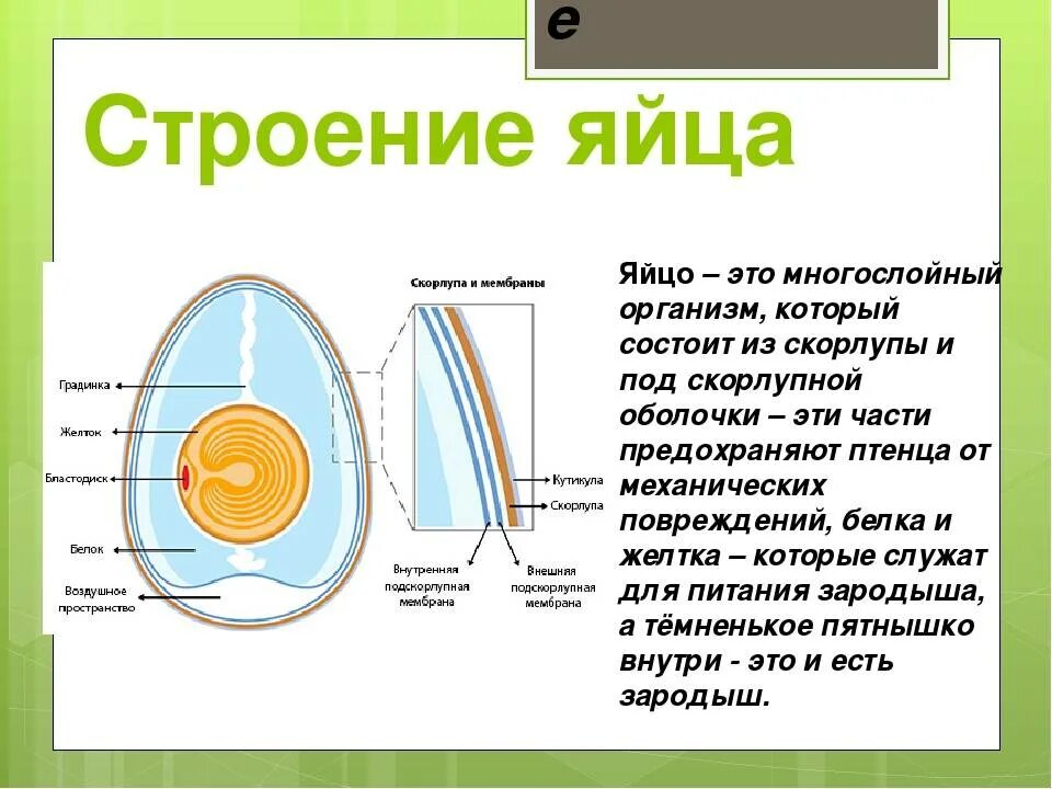 Функция желтка. Из чего состоит яйцо куриное. Куриное яйцо строение и функции. Строение куриного яйца с зародышем. Скорлупа строение и функции.