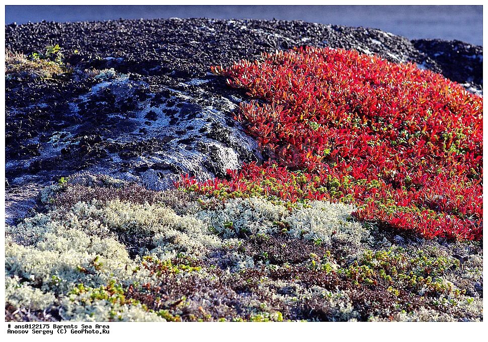 морошка кольский полуостров. растительность баренцева моря. водоросли фукус баренцева моря. флора баренцева моря. морской еж в черном море.