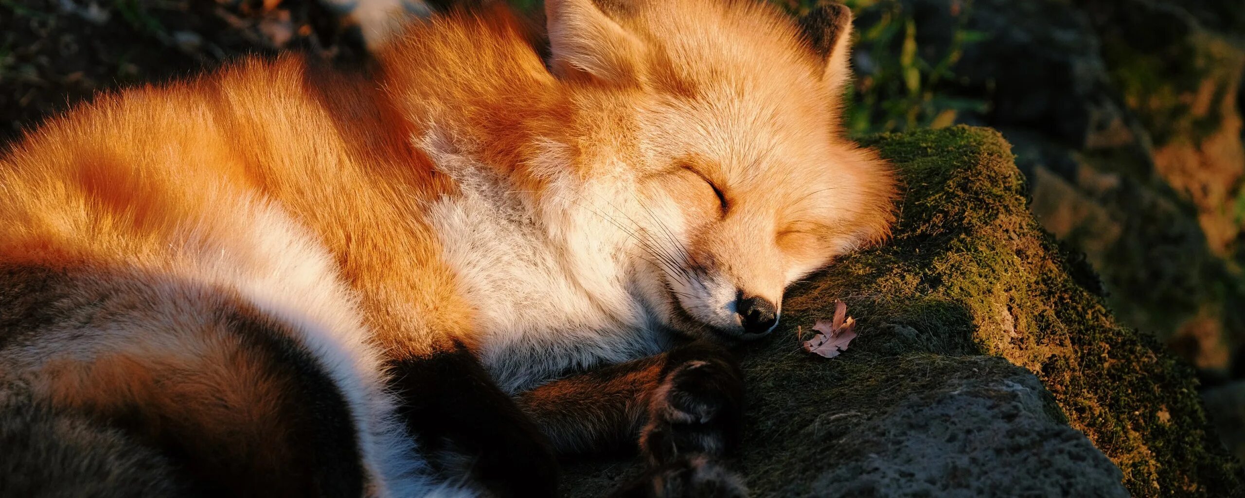 Рыжая лиса во сне. Лиса. Спящие животные. Спящий Лис.