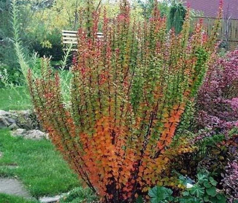 Барбарис высокий. Барбарис тунберга berberis thunbergii erecta. барбарис тунберга erecta. барбарис тунберга эректа. барбарис тунберга голден эректа.