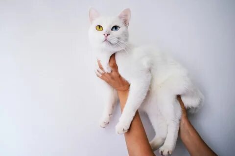 Огромный белый кот