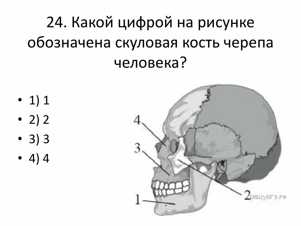 Какой цифрой на рисунке обозначена подвижная кость черепа человека. Скуловая кость черепа человека. Какой обозначена скуловая кость черепа человека. Какими цифрами на рисунке обозначены скуловая и височная кости?.