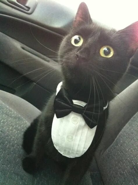 Кот с галстуком мем If Wensday was a cat #Кот_Юморок #Кот_Обормот #Кот_Жмот #кот #коты #кошки.. 2023
