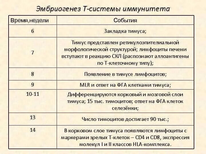 Сроки формирования иммунитета. Внутриутробный период развития иммунной системы.. эмбриогенез иммунной системы. становление иммунной системы в эмбриогенезе. эмбриогенез т системы иммунитета.