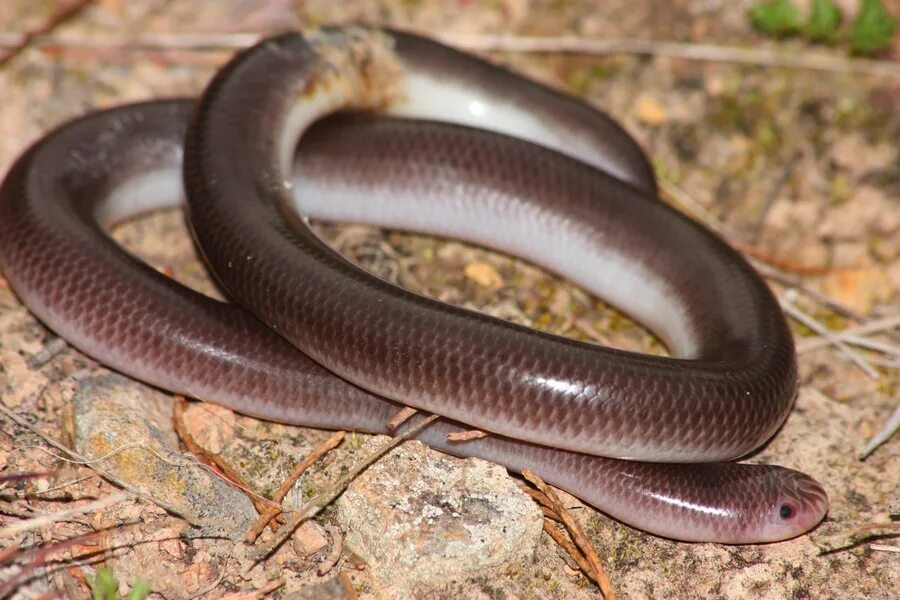 Snake wiki