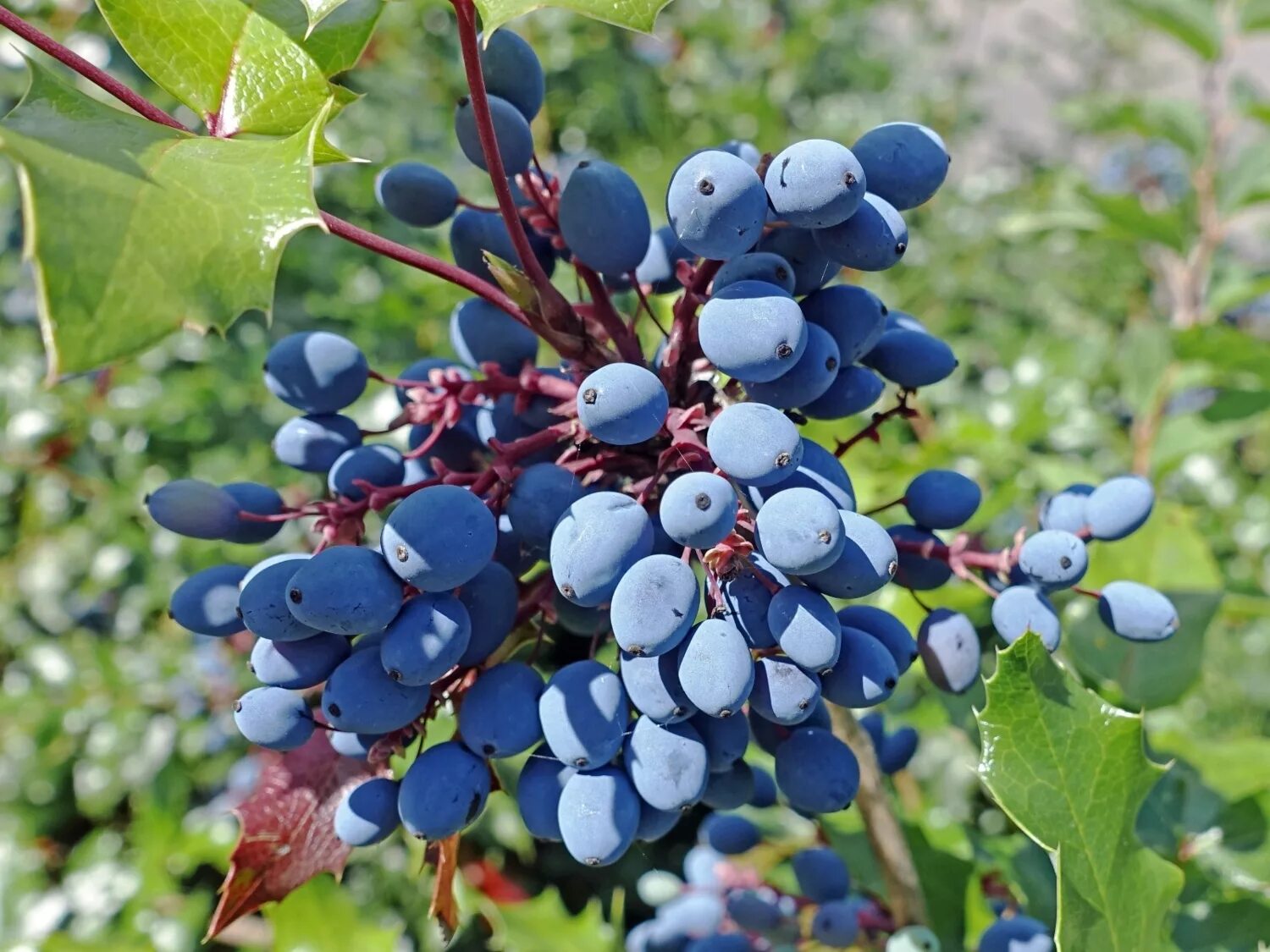 вибурнум цветок. магония кустарник с ягодами. синие ягоды. жимолость съедобная ягода. ягода темно синего цвета.