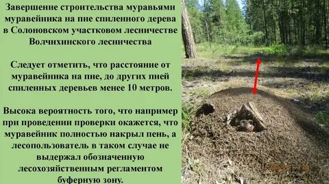 Стрельба на муравейнике