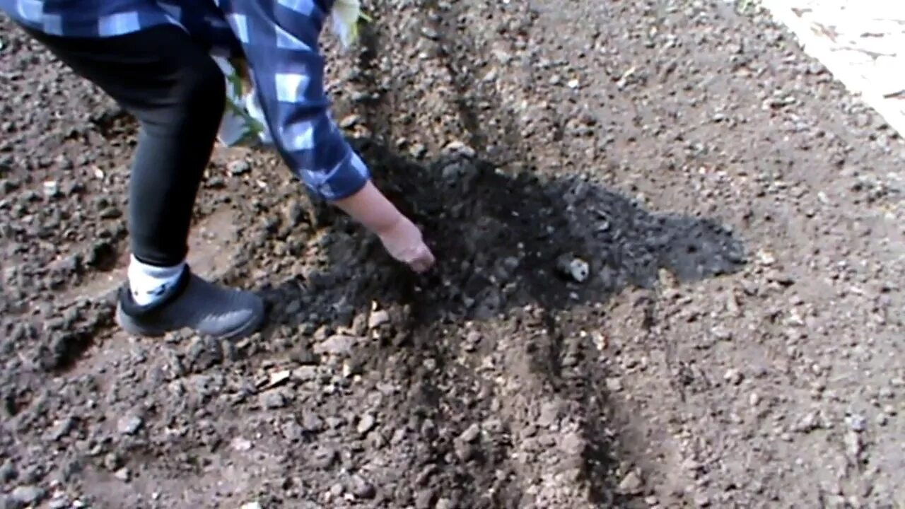 Как сажать чернушку под зиму. Чернушка и севок. лук чернушка. посадка чернушки. как вырастить чернушку на севок.