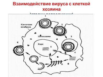 Хозяин вируса