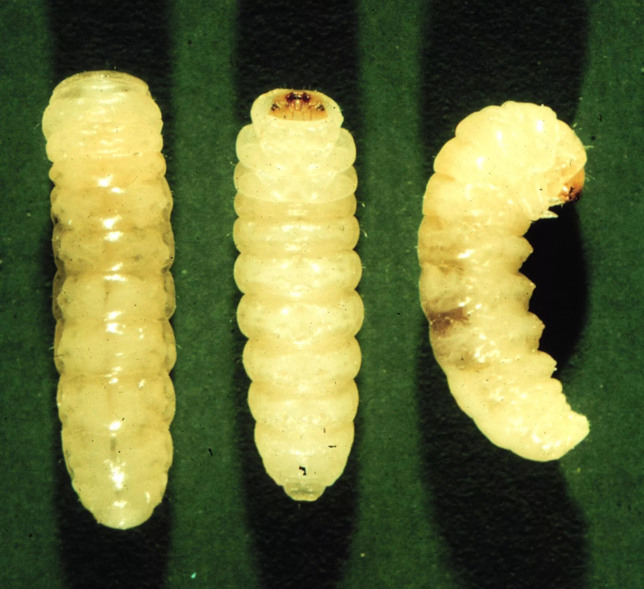 хрущ личинка майского жука. картинки личинок. жук древесный точильщик личинка. картинки личинок. личинка амбарной моли.