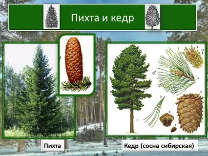 Пихта сосна кедр