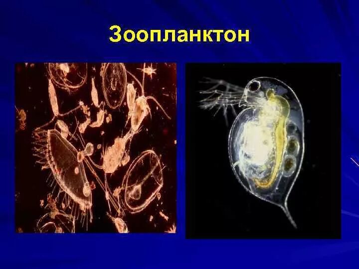 Численность зоопланктона. Зоопланктон. Зоопланктон представители. Виды зоопланктона с названиями. Зоопланктон характеристика.