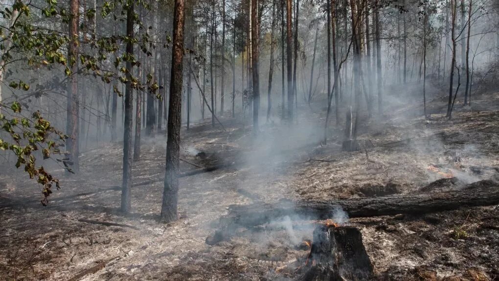 Лесные пожары. Лес после низового пожара. Гарь лес. Потушенный Лесной пожар. Почему после пожаров