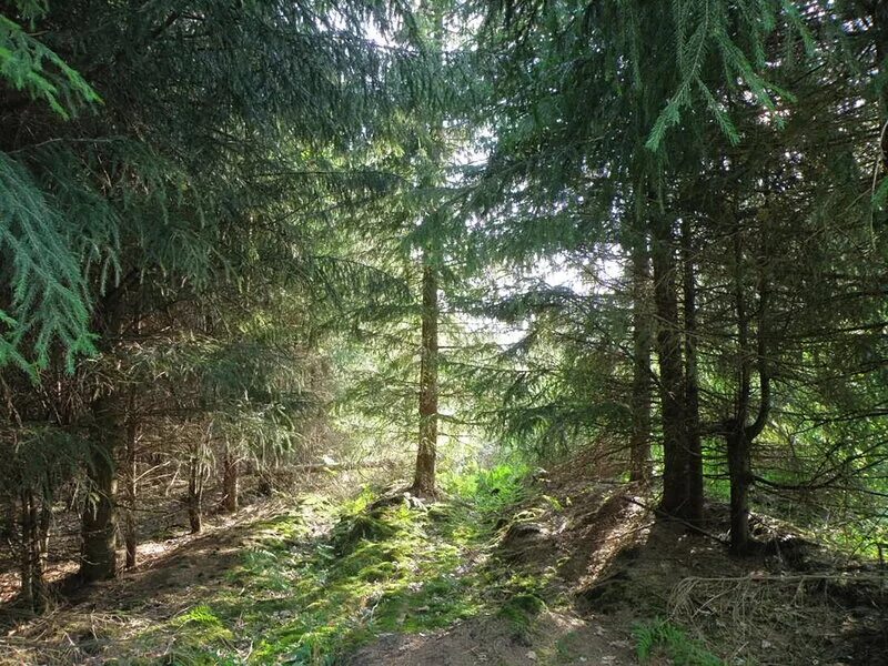 парк с елями. трава растущая под елью. светолюбивые травы растущие под елью. широколистный папоротник лесной. трава растущая под елью.