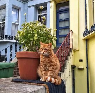 Кот лондон