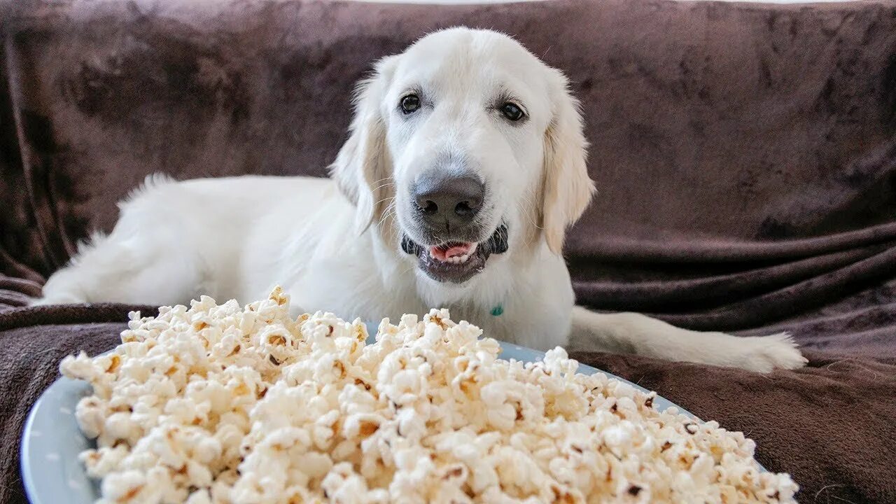 Можно собакам попкорн. Золотистый ретривер бейли. собака с попкорном. попкорненок. ретривер ест мороженое.