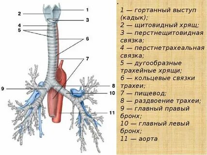Трахея у человека относительно пищевода располагается
