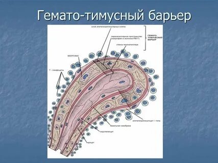 Барьер почему ь