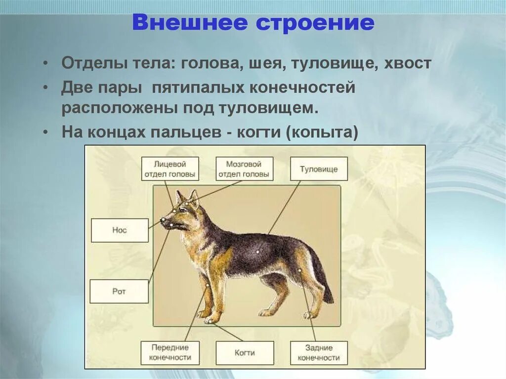 Млекопитающие являются одним из классов животных. Внешнее строение млекопитающих 7 класс биология. Описать внешнее строение млекопитающих. Внешнее строение мелкопитаю. Внешнее строениемлекопиьающих.