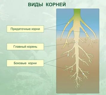 Пересекаются корень