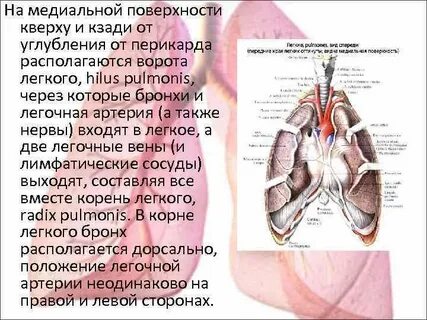 Боли правое легкое