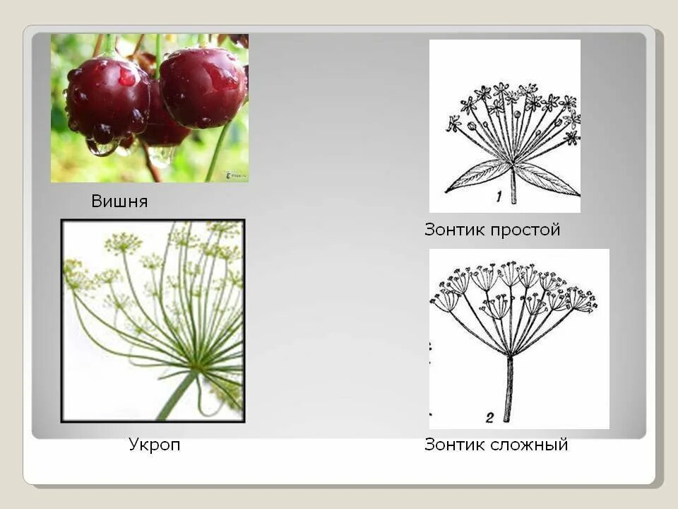 Соцветие зонтичных схема. Соцветие зонтик. Соцветие простой зонтик. Соцветие сложный зонтик. Простой зонтик растения