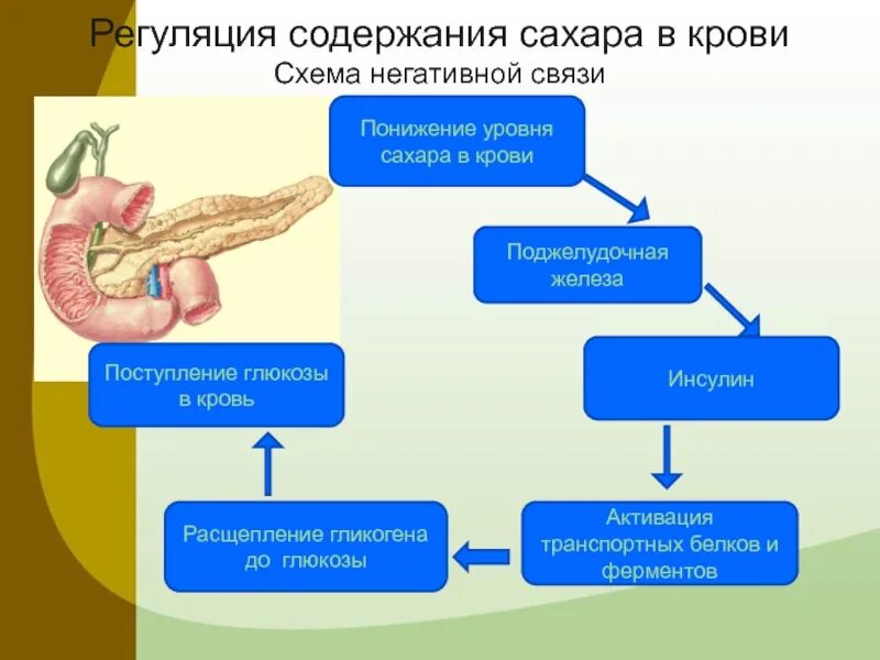 Поджелудочная железа синтез гликогена. Схема регуляции уровня сахара в крови. Схема регуляции содержания Глюкозы в крови. Регуляция уровня Глюкозы в крови схема. Механизм саморегуляции уровня Глюкозы в крови.