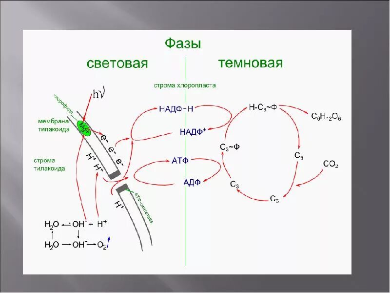 Солнечный свет темновая фаза. Световая фаза фотосинтеза схема. Фотосинтез световая фаза и темновая фаза схема. Схема световой и Темновой фазы фотосинтеза. Фотосинтез схема световая фаза и темновая.