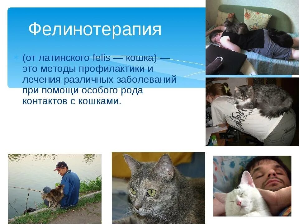 Лечат ли кошки людей. Кошка лечит человека. Кошки помогают людям. Кошки лечат. Фелинотерапия.