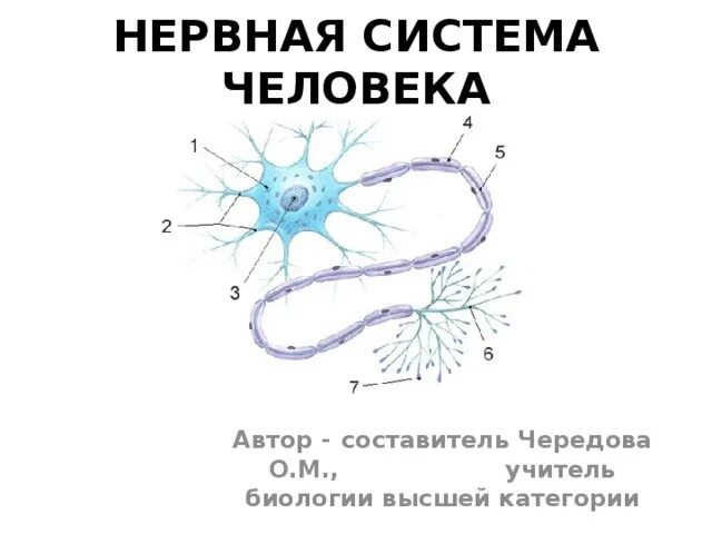 Термин нерв. Нервная система 8 класс биология. нервная система схема. нервная система по биологии 8 класс. нервная система человека огэ.