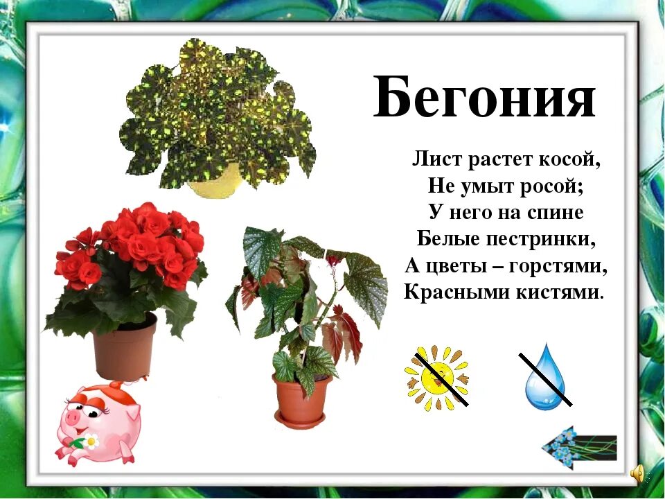 Слово цвести. Комнатные растения для дошкольников. Комнатные цветы для дошкольников. Тема комнатные растения для дошкольников. Комнатные растения для детей дошкольного возраста.