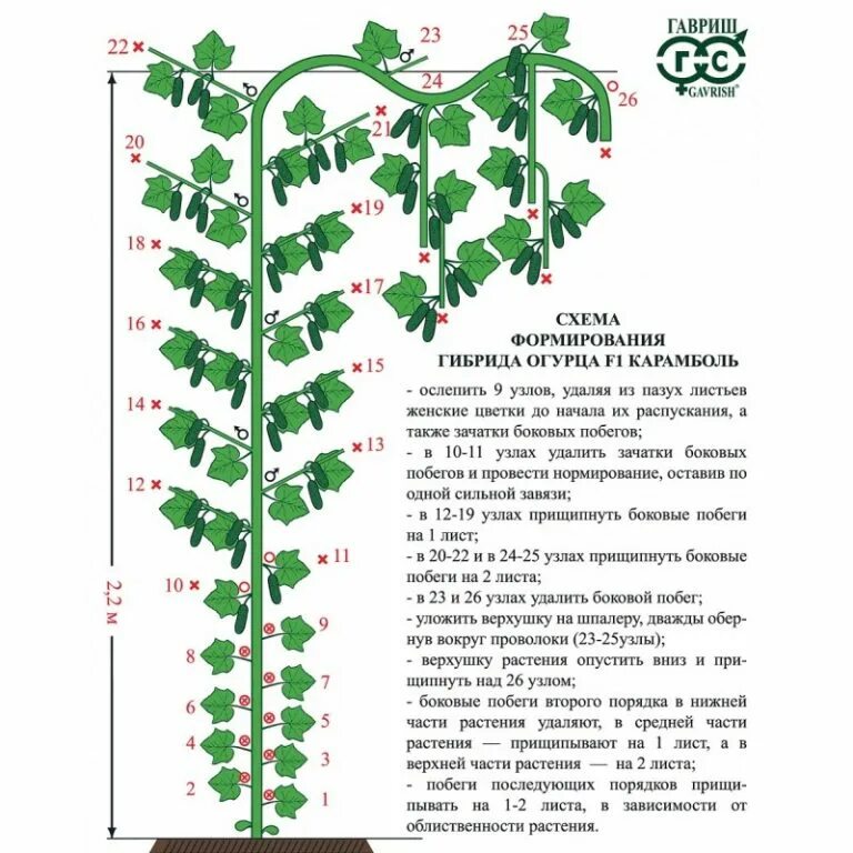 Нужно ли открывать огурцы. Схема формировки огурцов в теплице. Формирование огурцов в теплице в один стебель схема. Огурцы формирование куста в теплице схема. Формировка огурца в теплице схема.