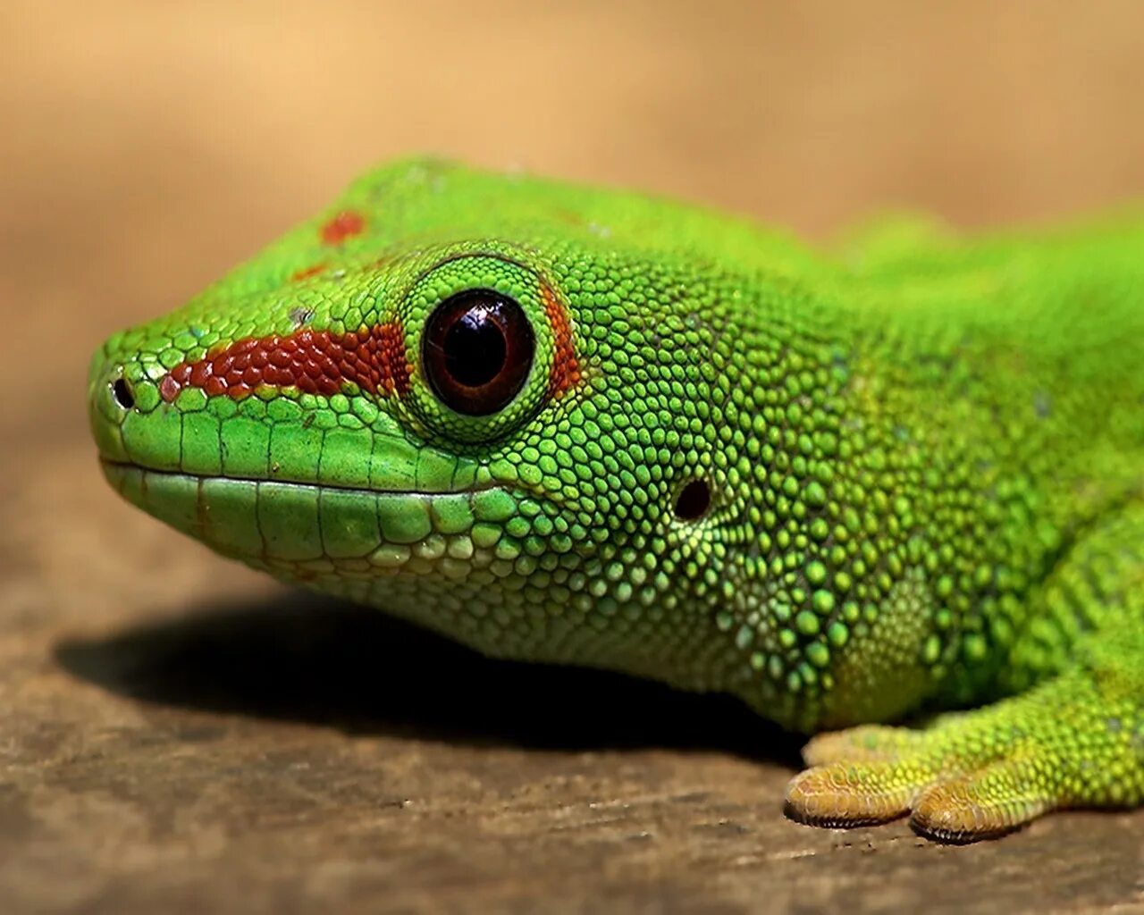 Лизард ящерица. Зелёная ящерица Lacerta. Игуана саламандра. Цепкохвостый геккон.