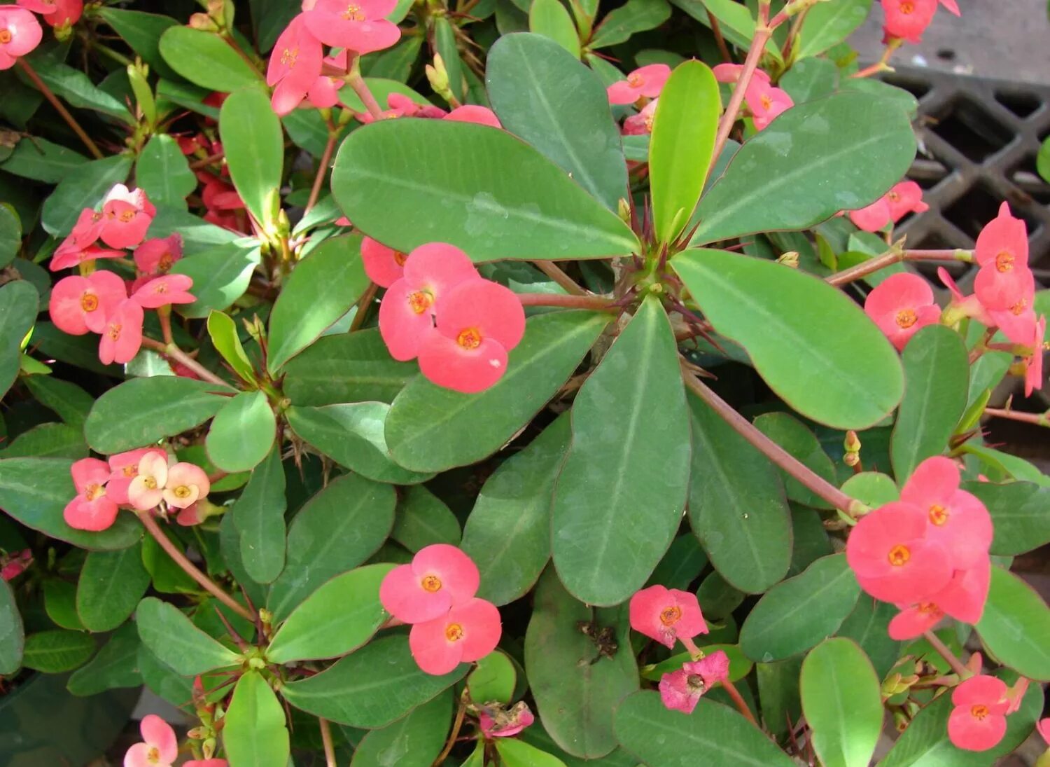 Молочай беложильчатый (euphorbia leuconeura). Молочай дыневидный. Молочай беложилковый (euphorbia leuconeura). Молочай альпийский. Молочай (euphorbia).
