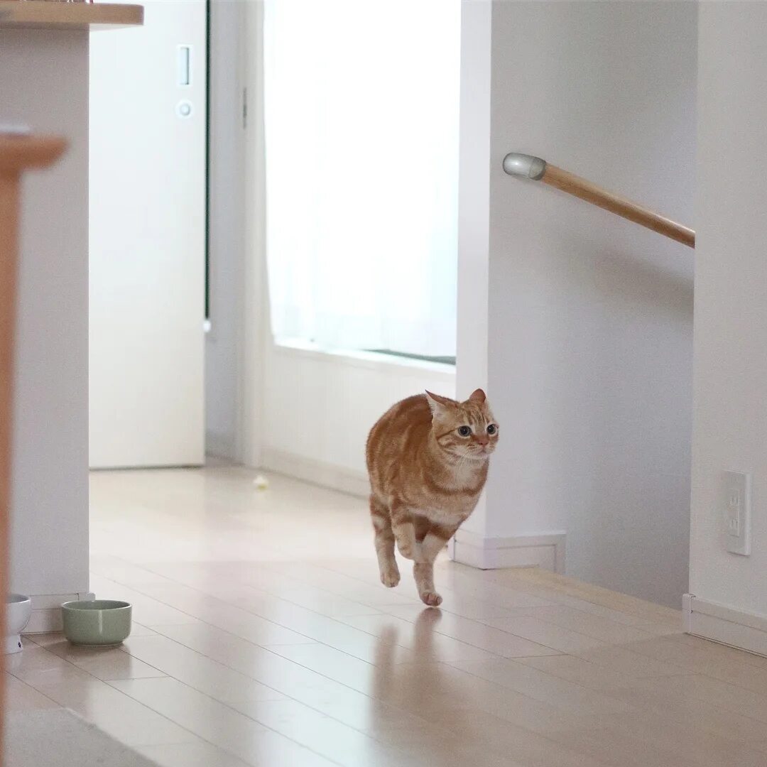 Кошка бегает. Прыгающий кот в квартире. Кошка прыгает. Держусь из последних сил. Кошка носится по квартире как бешеная.