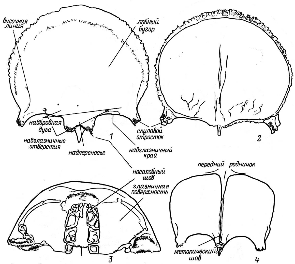 Лобная кость черепа строение. Анатомия лобной кости черепа. Лобная кость черепа анатомия человека.